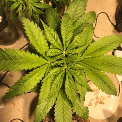 Limona growlog timeline photo