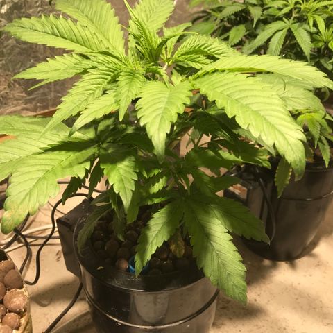 Limona growlog timeline photo