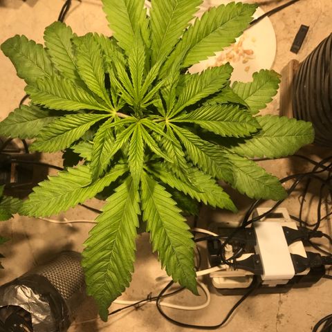 Limona growlog timeline photo