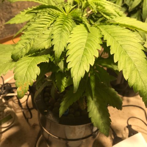 Limona growlog timeline photo