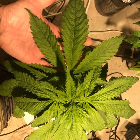 Limona growlog timeline photo