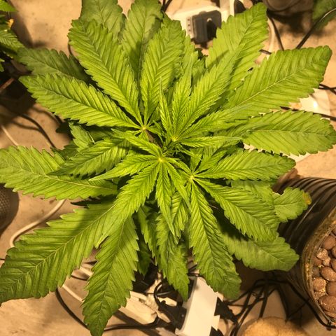Limona growlog timeline photo