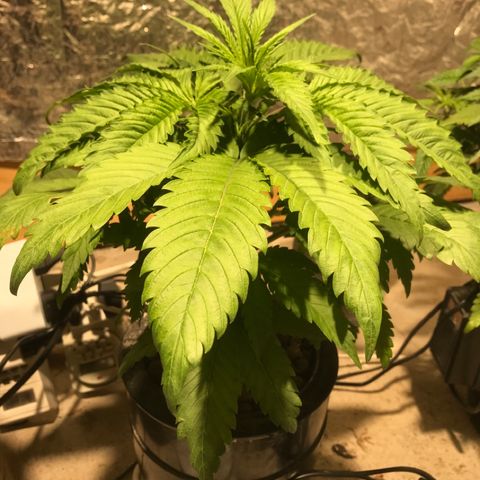 Limona growlog timeline photo