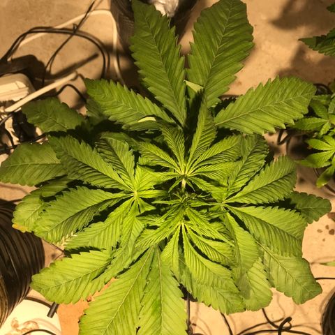 Limona growlog timeline photo