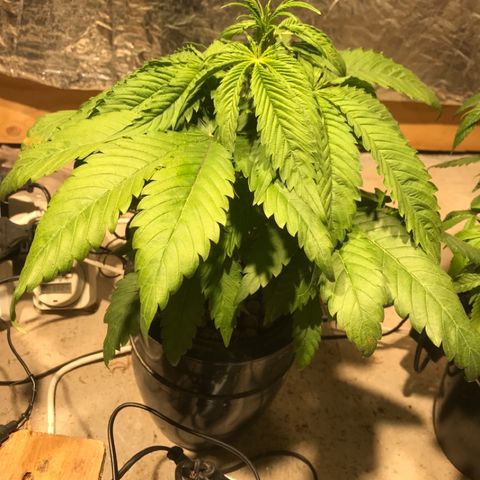 Limona growlog timeline photo