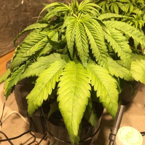 Limona growlog timeline photo