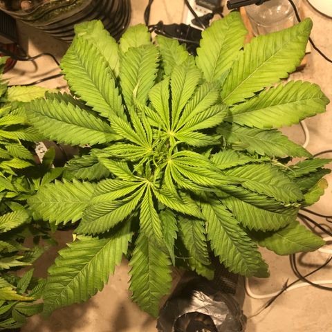 Limona growlog timeline photo