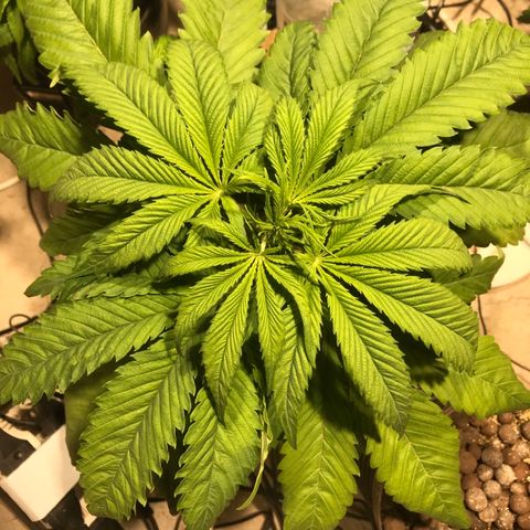 Limona growlog timeline photo