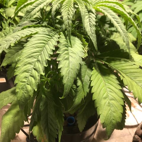 Limona growlog timeline photo