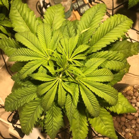 Limona growlog timeline photo