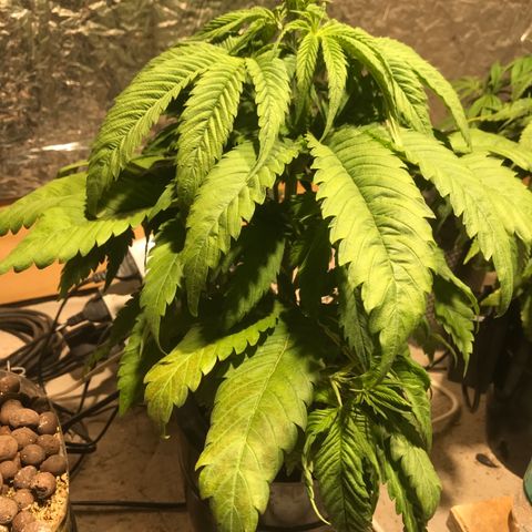 Limona growlog timeline photo
