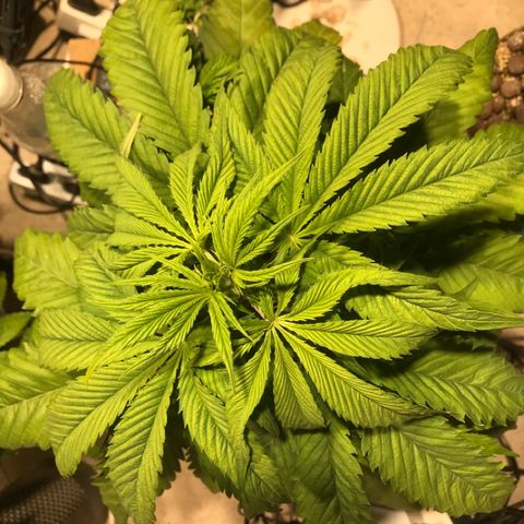 Limona growlog timeline photo