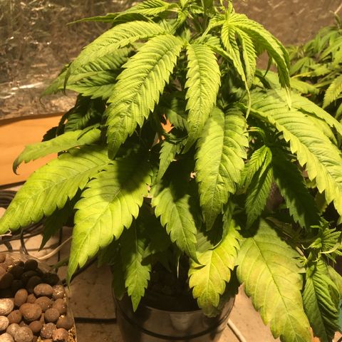 Limona growlog timeline photo