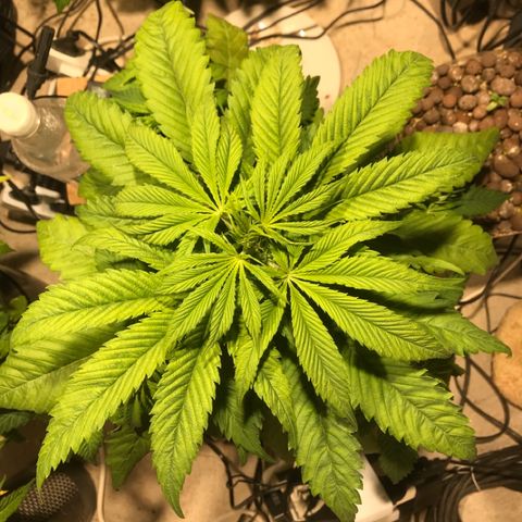 Limona growlog timeline photo