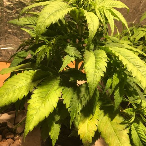 Limona growlog timeline photo