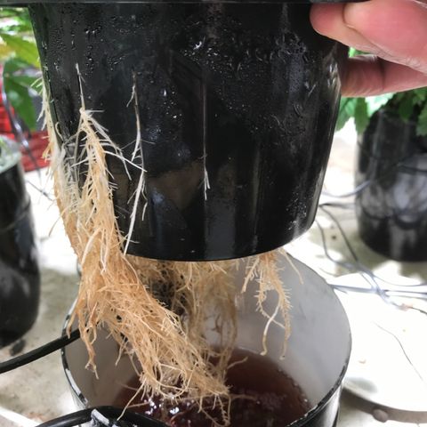 Limona growlog timeline photo