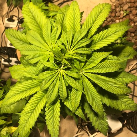 Limona growlog timeline photo