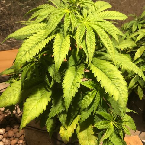 Limona growlog timeline photo