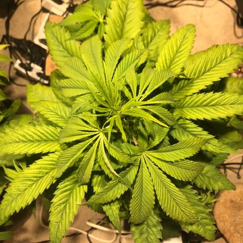 Limona growlog timeline photo