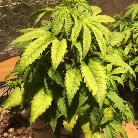 Limona growlog timeline photo