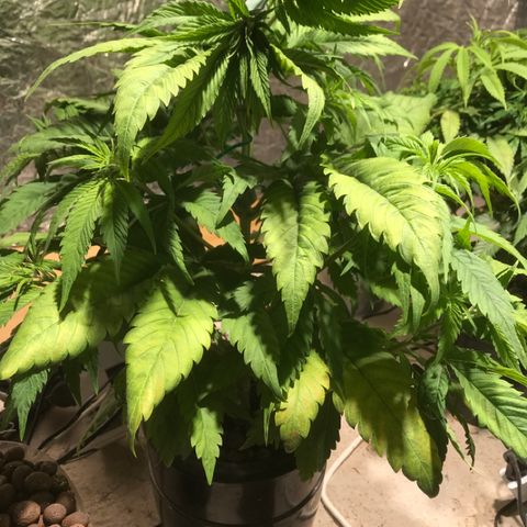 Limona growlog timeline photo
