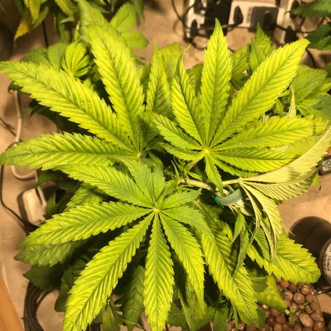 Limona growlog timeline photo