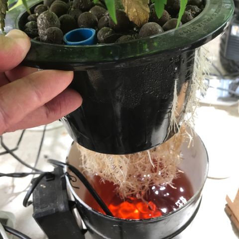 Limona growlog timeline photo
