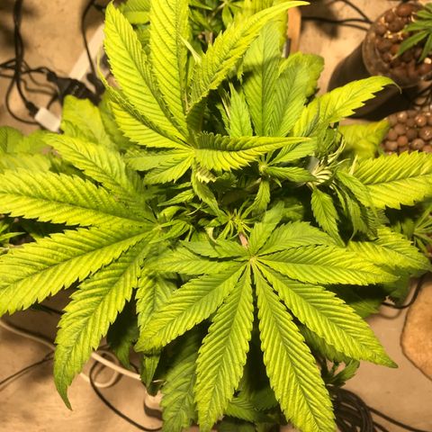Limona growlog timeline photo