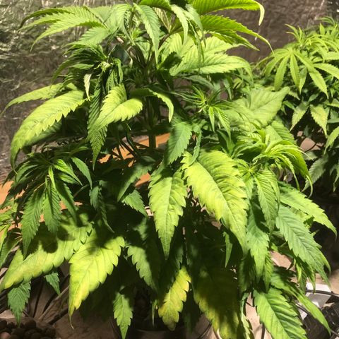 Limona growlog timeline photo