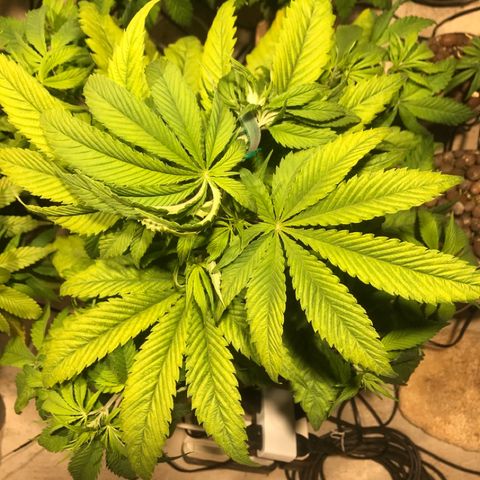 Limona growlog timeline photo