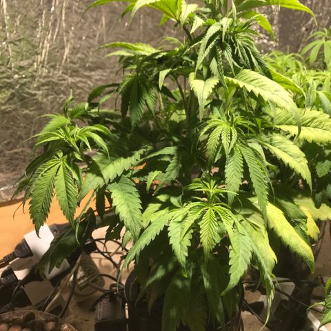 Limona growlog timeline photo