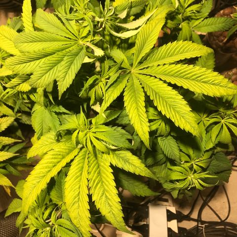 Limona growlog timeline photo