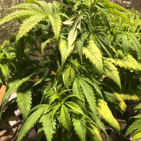 Limona growlog timeline photo