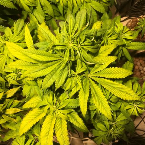 Limona growlog timeline photo
