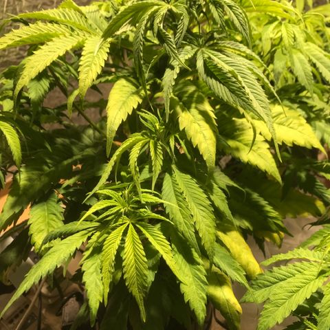 Limona growlog timeline photo