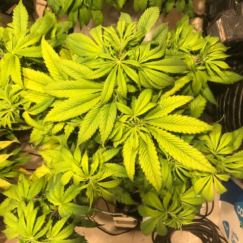 Limona growlog timeline photo