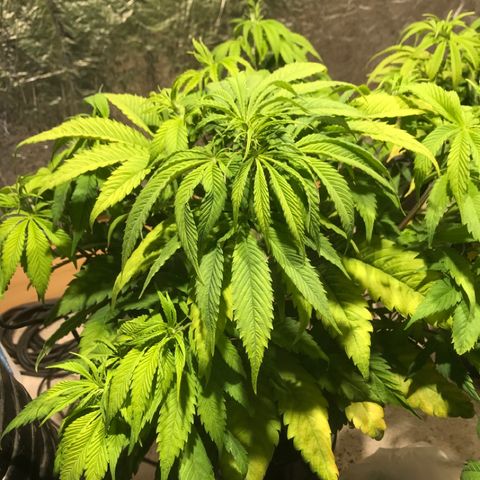 Limona growlog timeline photo