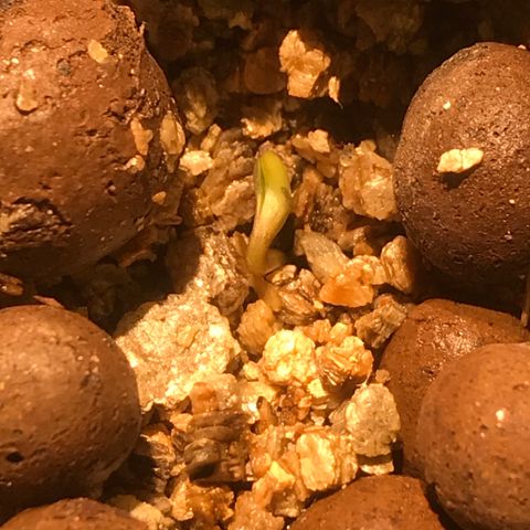 Fuego growlog timeline photo
