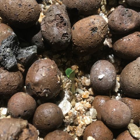 Fuego growlog timeline photo