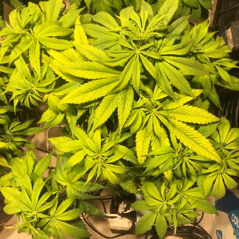 Limona growlog timeline photo