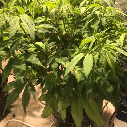 Limona growlog timeline photo