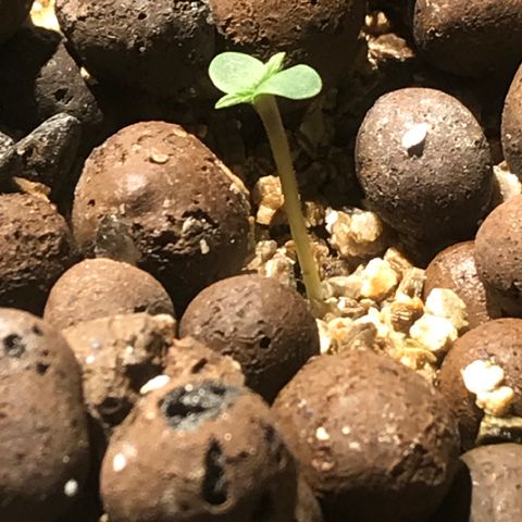 Fuego growlog timeline photo
