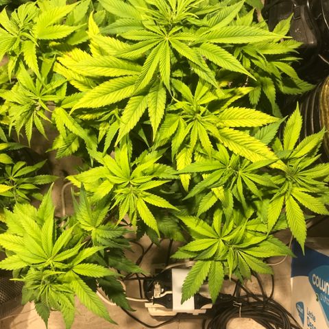 Limona growlog timeline photo