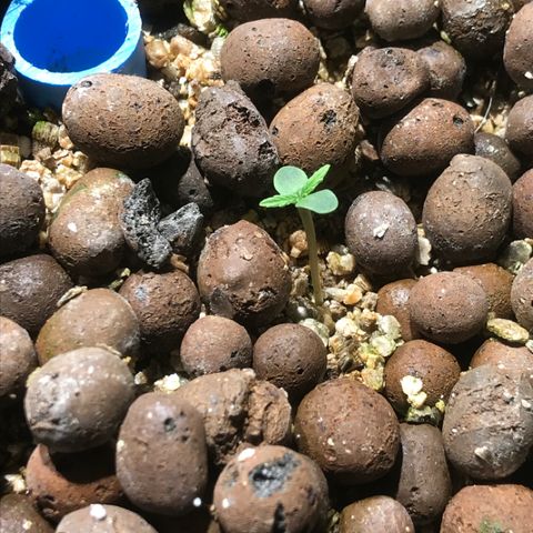 Fuego growlog timeline photo