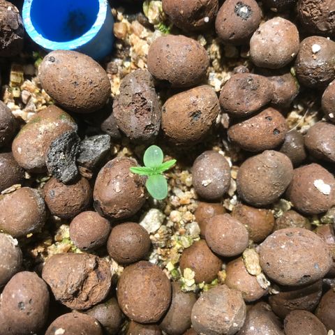 Fuego growlog timeline photo