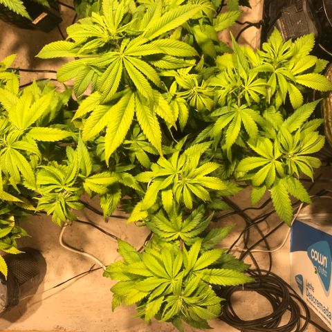 Limona growlog timeline photo