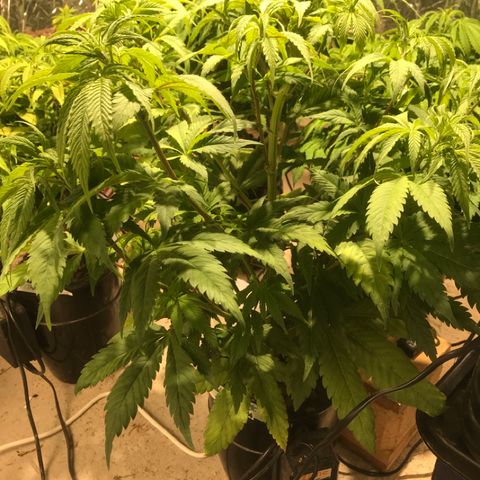 Limona growlog timeline photo