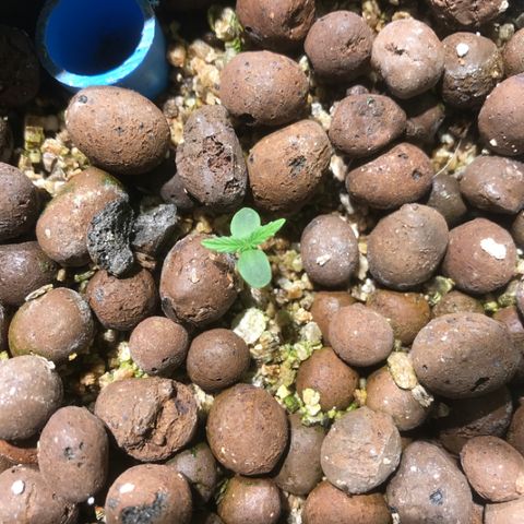 Fuego growlog timeline photo