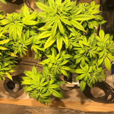 Limona growlog timeline photo