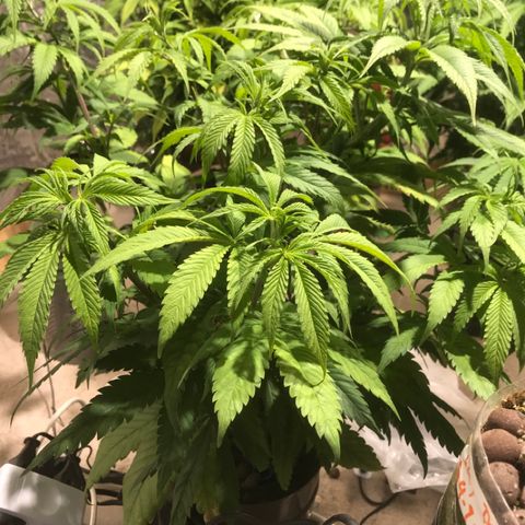 Limona growlog timeline photo
